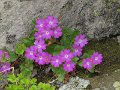 (8) Entire-leaved Primrose